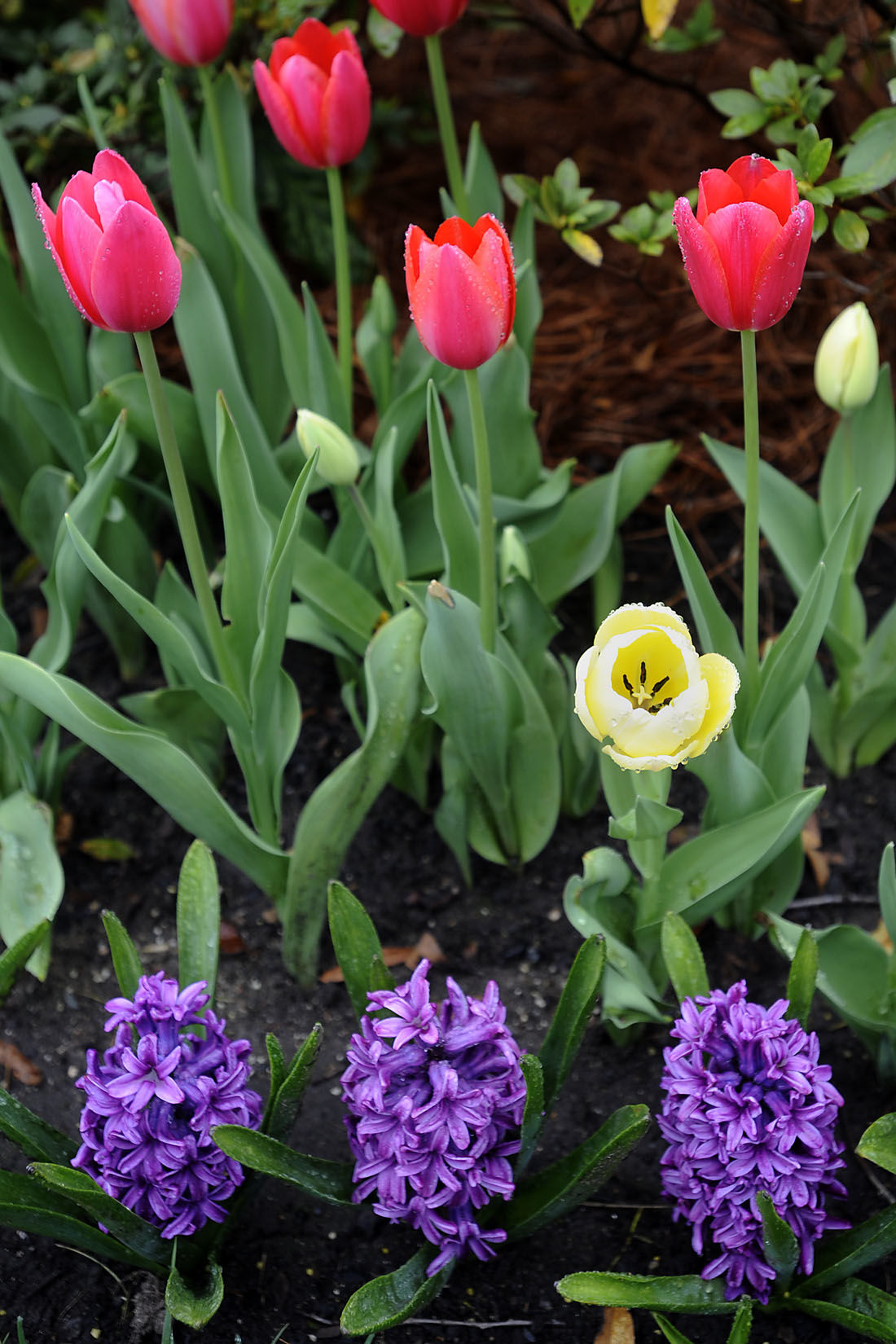 First Day of Spring